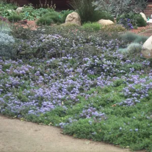 Ceanothus hearstiorum