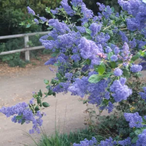 Ceanothus cv. Gentian Plume, SBBG Meadow