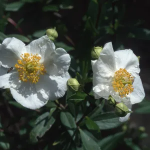 Carpenteria, SBBG Home Demonstration Garden