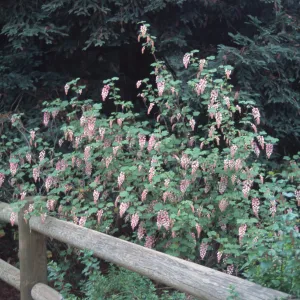 Ribes cv. Claremont, Rancho Santa Ana Botanic Garden