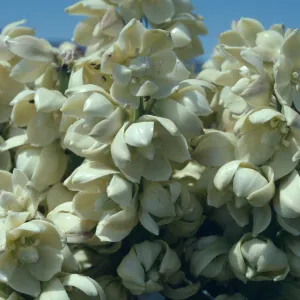 Yucca schidigera flowers