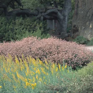 Eriogonum umbellatum polyanthum cv. Shasta Sulphur with Baccharis cv. Pigeon Point, at Rancho Santa Ana Botanic Garden