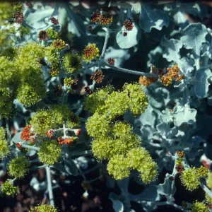 Eriogonum crocatum