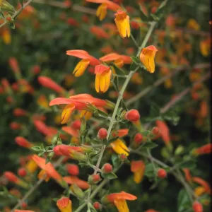 Keckiella cv. Dick Straw inflorescence, RSA