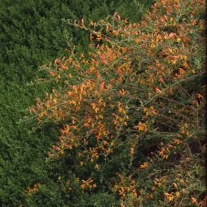 Keckiella cv. Dick Straw inflorescence, RSA