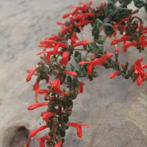 Keckiella cordifolia, Overall