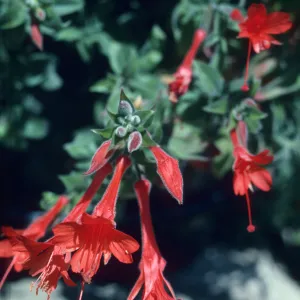 Zauschneria cv. Catalina flowers, SBBG Home Demonstration Garden
