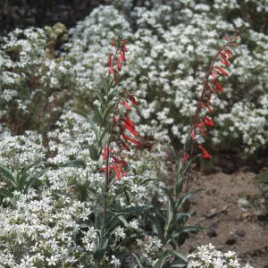 Penstemon centranthifolius and Linanthus, SBBG Desert section