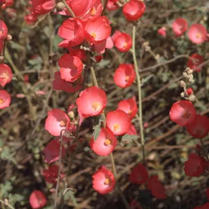 Sphaeralcea ambigua cv. Louis Hamilton, RSA