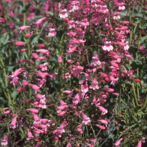 Penstemon speciosus bi-color, Porter Trail, SBBG
