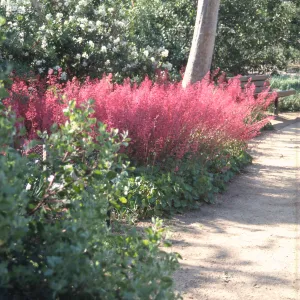Heuchera cv. Genevive with Carpenteria, Platanus, RSA