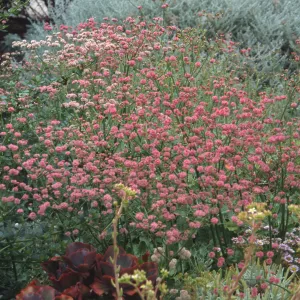 Eriogonum grande rubescens, Brook