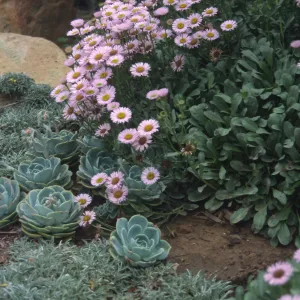 Erigeron cv. Wayne Roderick, Echeveria border, Easton