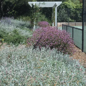 Verbena (Vervain), Easton