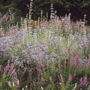 Salvias and Trichostemma in bloom together, RSA Sage & Forked bluecurls