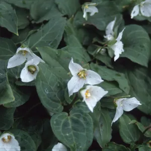 Tilden, Trillium