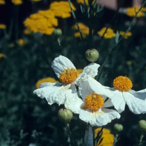Romneya, Matillija poppy flowers