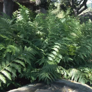 Woodwardia, SBBG Meadow Pond