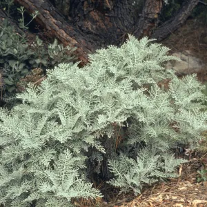 Eriophyllum nevinii, Horticulture Unit, SBBG