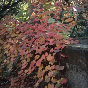 Vitis cv. Rogers Red, SBBG Fiber Arts Display, Mission Canyon