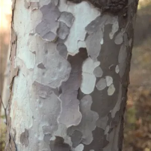 Platanus, sycamore bark
