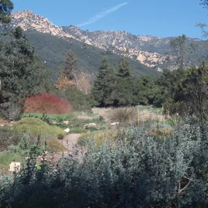 SBBG Meadow with view to La Cumbre Peak, fall color, Cornus
