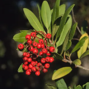 Heteromeles arbutifolia, toyon berries, SBBG