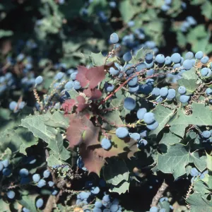 Berberis, Mahonia berries, RSA