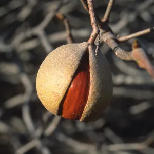 Aesculus fruit