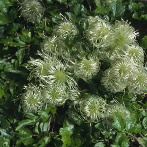 Clematis lasiantha fruits, E.C.C.