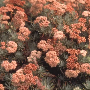 Eriogonum arborescens (Santa Cruz Island Buckwheat) close up, ï¿½ Dave Fross