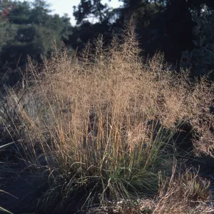 Sporobolus airoides, SBBG Meadow