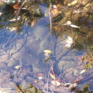 SBBG Community Free Day, pool in Mission Creek