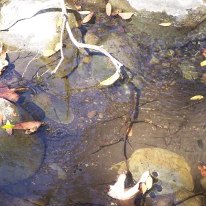 SBBG Community Free Day, pool in Mission Creek