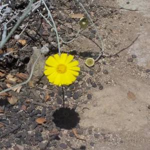 SBBG Community Free Day, composite flower in the Desert Section