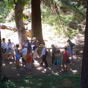 SBBG Community Free Day, Docent tour in the Redwood Section