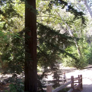 Redwood Section, SBBG Community Free Day