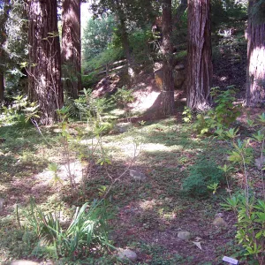 Redwood Section, SBBG Community Free Day