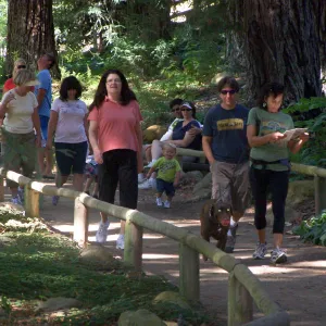SBBG Community Free Day, Docent tour in the Redwood Section