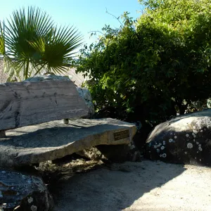 Pritzlaff bench, wood bench in Desert Section