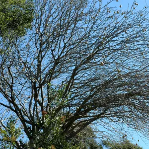 Aesculus californica in fruit, Porter Trail slope above Mission Canyon Road