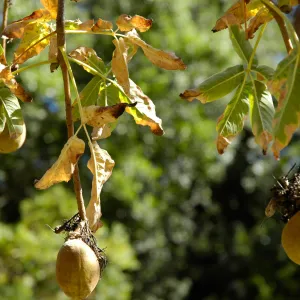 Aesculus californica in fruit, Arroyo Section, SBBG Community Free Day