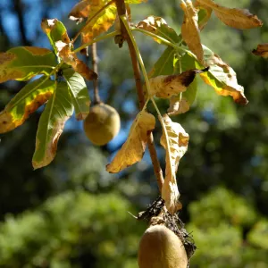 Aesculus californica in fruit, Arroyo Section, SBBG Community Free Day