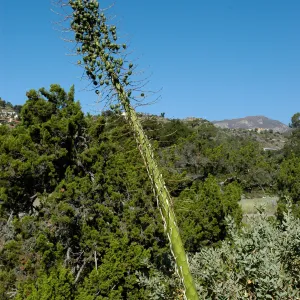 Yucca inflorescence in fruit
