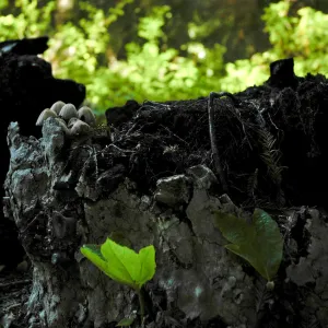 mushrooms and fresh leaves on a burned out sycamore stump, Redwood Section