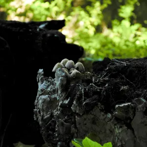 mushrooms and fresh leaves on a burned out sycamore stump, Redwood Section