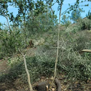 vegetation clearance for fire protection, Maloy property, Mission Canyon, SBBG neighbor (Coastal Live Oak)