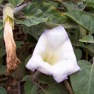 Datura