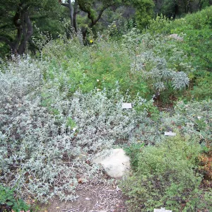 Meadow View planting area