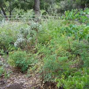 Meadow View planting area